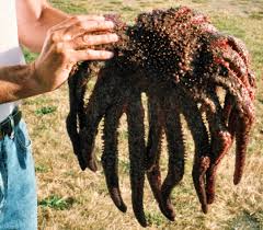 Image result for Pycnosphaera