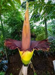 Top 35 Most Beautiful Flowers In The World A Z Hd Images Jessica Paster Corpse Flower Most Beautiful Flowers Amazing Flowers