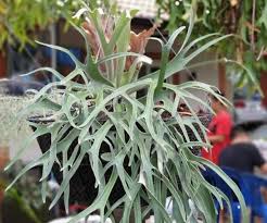 Image result for Dipcadi platyphyllum