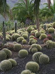 Cacti are famously easy to take care of, and typically feature striking, fleshy stems, thick skins to reduce evaporation, protruding. Cactus Garden Wikipedia