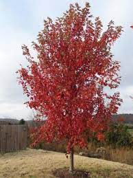 When autumn comes, maple turns red, japanese likes to take. Acer X Fre Autumn Fantasy Autumn Fantasy Maple Jim Whiting Nursery