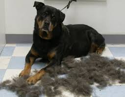 If you'd not yet figured, the german shepherd rottweiler mix is a large dog. Rottweiler Or Rottie Australian Dog Lover