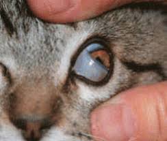 Dogs and cats have three eyelids. Cherry Eye In Dogs And Cats Veterinary Partner Vin