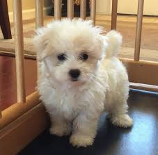 Check spelling or type a new query. Maltipoo Pets And Animals For Sale Michigan
