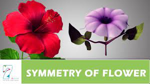 We did not find results for: Symmetry Of Flower Youtube