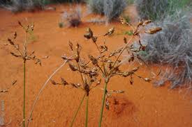 Image result for Fimbristylis dichotoma