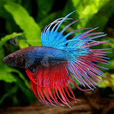 A male will adapt well to a community tank provided there is only one male betta in residence and the other tank mates are of a peaceful variety. Crown Betta Male Betta Fish Aquarium Industries