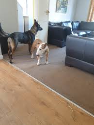 The living room is your home's centre. From This To This In 9 Months Dutch Shepherd Forum