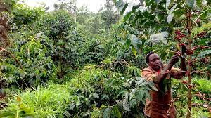 The plantec coffee estate plantation is situated just north of the capital city of kathmandu, which also places it as the northernmost coffee plantation in the northern hemisphere. Origins Kenya Coffee Blue Bottle Coffee Lab