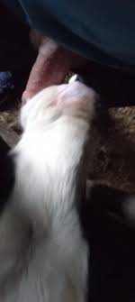 Bezerro Engolindo Esperma Da Pica Do Homem Dotado - Zoofilia