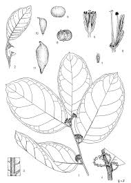 Image result for Dichapetalum madagascariense