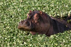 Image result for Hippocratea africana