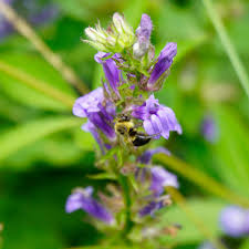 Image result for Lobelia minutula