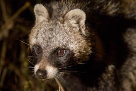 Image result for Triumfetta angolensis