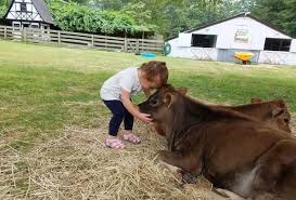 Our farm offers volunteers the opportunity to experience life on a working farm in a bulgarian village, while being near enough to varna to also enjoy city life on your time off. Petting Zoos Near Nyc Where Kids Can See Farm Animals Mommypoppins Things To Do In New York City With Kids