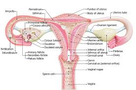 Here, you will ﬁnd the most important information on the structure and function of the woman's internal and external sexual organs. A Guide To Your Vagina An Explainer On The Female Sexual Anatomy Because School Brushed Over It Girlfriend