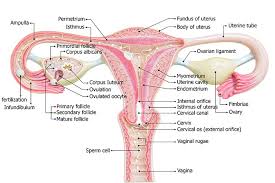 External female reproductive system pictures 12 photos of the external female reproductive system pictures external female reproductive system pictures, pictures of external female reproductive system, reproductive, external female reproductive system pictures, pictures of external female. A Guide To Your Vagina An Explainer On The Female Sexual Anatomy Because School Brushed Over It Girlfriend