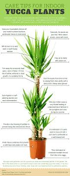 You can also grow a yucca plant indoors, and spineless varieties such as y. Growing Yucca Plants Infographic Ecogreenlove