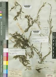 Image result for Oxygonum dregeanum