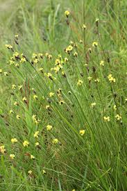 Image result for Xyris valida