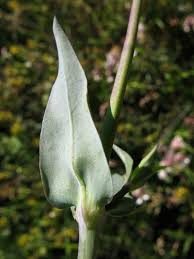 Image result for Silene kiwuensis