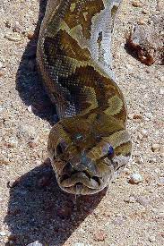 African Rock Python Python Sebae Beautiful Snakes Animals Snake