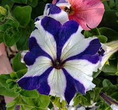 Two Tone Petunia Spring 2006 Petunias Fuji Finepix Lens Aperture