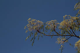 Image result for Kirkiaceae