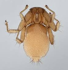 Small in stature (as their name if you've discovered bats in the attic or have found them roosting elsewhere, please contact prosite pest control for professional bat control and. Parasitic Bat Flies Diptera Streblidae And Nycteribiidae Host Specificity And Potential As Vectors Springerlink