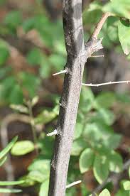 Image result for Grewia retinervis