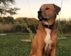 20 Irresistibly Cute Photos of Mixed Breed Dogs