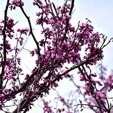 Check spelling or type a new query. Merlot Redbud Cercis Canadensis Merlot In Washington Union Wildwood Pacific Sullivan Eureka Missouri Mo At Hillermann Nursery