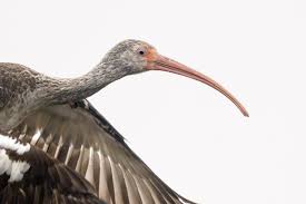 Image result for Photedes morrisii