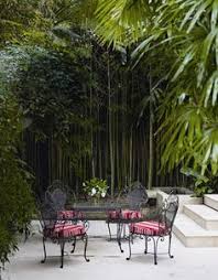 See more ideas about black bamboo, bamboo garden, outdoor gardens. 19 Best Black Bamboo Ideas Black Bamboo Bamboo Garden Outdoor Gardens