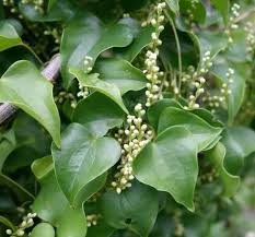 Image result for Dioscorea hirtiflora