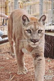 The unicorn party is limited to 15 people. Cheap Ultram Rilo 33 Best Pictures Mobile Petting Zoo Atlanta Home Lozano Farms Mobile Petting Zoo