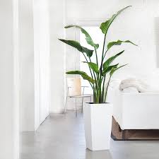 Floor Plants Tall Indoor Plants My City Plants Birds Of Paradise Plant Large Indoor Plants Indoor Plants