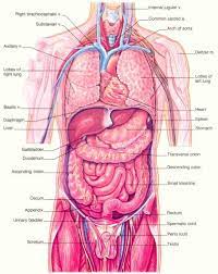 Human Body Organs And Skeletal Images Human Body Anatomy Human Anatomy Female Human Body Organs