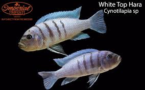 Image result for Shirakiopsis elliptica