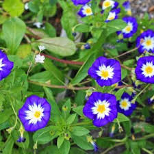 Image result for Convolvulus goyderi