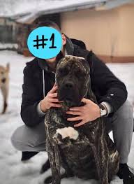 We did not find results for: Presa Canario Egypt Home Facebook