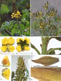 Image result for Erythrostemon