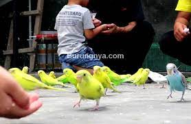 Hewan peliharaan tak hanya bisa diperlakukan selayaknya keluarga sendiri, tapi juga dipercaya membuat kita lebih beruntung. Jenis Burung Mudah Jinak Burungnya Com