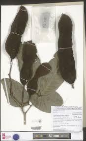 Image result for Anthonotha