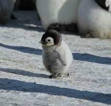 Boys and girls will be able to bring out the artist they have inside! Cute Animal Pictures On Twitter Baby Animals Pictures Fluffy Animals Baby Penguins