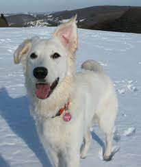 Goldenretriever dogs golden retriever, golden retriever. Shari Weisser Schweizer Schaferhund Golden Retriever Mischling Mix
