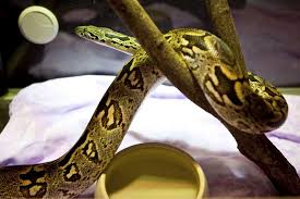 Schlange & schlangen notizbuch 6'x9' haustier geschenk für tier & reptilien (german edition) reptilien, anaconda on amazon.com. Schlangen Tierheim Berlin