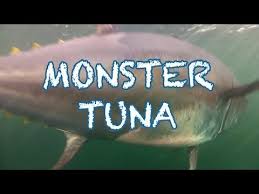 Monster Tuna 1000 Pound Giant Bluefin Caught In Record Time In Pei Cool Underwater Shots Tuna Fishing Bluefin Fish Breeding