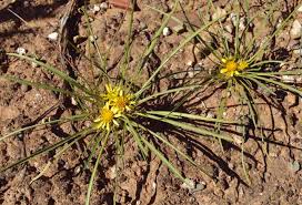 Image result for Geigeria burkei