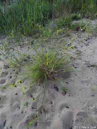 Image result for Cyperus luteus